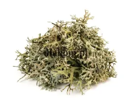 porost-islandzki-equiherbs-eko-torba-1000g