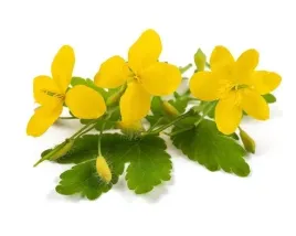 glistnik-jaskolcze-ziele-equiherbs-sieczka-1000g