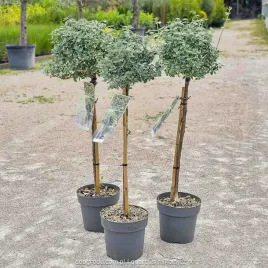 trzemilina-szczepiona-na-pniu-biala-emerald-gaiety-euonymus-fort-c3-80cm