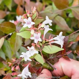 abelia-wielkokwiatowa-kwitnaca-c1-5-30-40cm-abelia-grandiflora