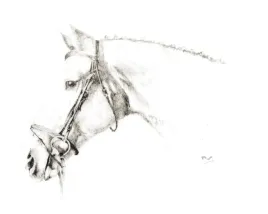 naklejka-na-samochod-do-stajni-rysunek-6-glowa-konia-oglowie-czarna