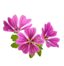 slaz-dziki-kwiat-equiherbs-suszony-500g