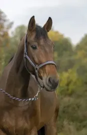 kantar-z-uwiazem-dla-kucyka-norton-brillant-braz-granat-srebrny-pony