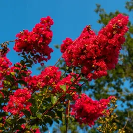 lagerstremia-indyjska-rubra-magnifica-czerwona-lagerstroemia-bez-poludnia
