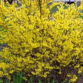 forsycja-weber-s-bronx-niewysoka-gesta-odmiana-c2