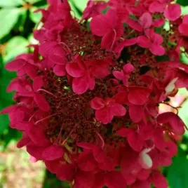 hortensja-bukietowa-wim-s-red-mocno-czerwone-kwiaty-duze-sadzonki-3l