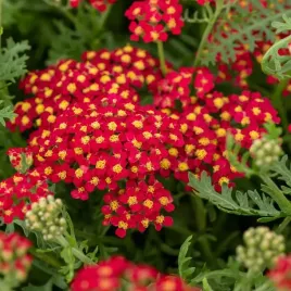 krwawnik-pospolity-paprika-czerwony-na-rabaty-sadzonki-w-doniczkach-1l