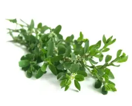 rdest-ptasi-equiherbs-ziele-500g