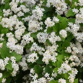 zylistek-szorstki-deutzia-miododajny-biale-kwiaty-na-zywoplot-sadzonki-c2