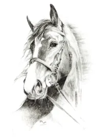 naklejka-na-samochod-do-stajni-rysunek-7-czarna