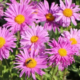 aster-alpejski-happy-end-karlowy-na-skalniak-p9