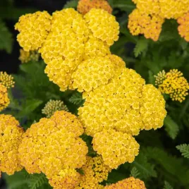 krwawnik-pospolity-skysail-yellow-zolty-kompaktowy-sadzonki-w-doniczkach-1l