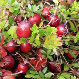 zurawina-wielkoowocowa-ben-lear-wczesna-odmiana-sadzonki-w-doniczkach-p11