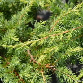 jalowiec-nadbrzezny-schlager-okrywowy-na-skarpy-sadzonki-na-skalniak-p9