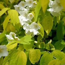 jasminowiec-wonny-aureus-silnie-pachnacy-zolty-sadzonki-w-doniczkach-p9