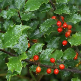 ostrokrzew-meservy-blue-angel-zimozielony-zywoplot-ilex-zenski-sadzonki-c2