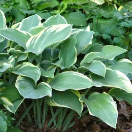 funkia-hosta-regal-splendor-duza-kremowo-obrzezona