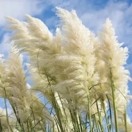 biala-trawa-pampasowa-cortaderia-sadzonki-w-doniczkach-p11-1l