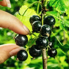 porzeczka-czarna-sofijewskaja-deserowa-odmiana-slodka-sadzonki-w-doniczkach