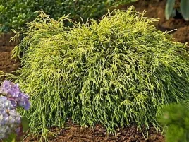 cyprysik-groszkowy-sungold-zlocista-miniatura