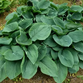 funkia-elegans-hosta-niebieska-biale-kwiaty-do-cienia-duza-xl-sadzonki-2l