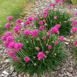 zawciag-nadmorski-splendens-armeria-rozowy-sadzonki-w-doniczkach-p9