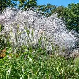 miskant-chinski-memory-srebrzyste-kwiatostany-wysoki-duze-sadzonki-c3