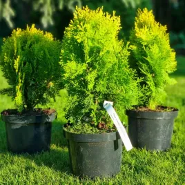thuja-tuja-aurea-nana-ksiazkowa-30-40cm-c2-platycladus-prawdziwe-zdjecia