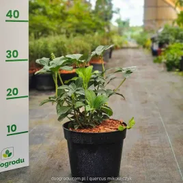 runianka-japonska-pachysandra-terminalis-xl-c2-20cm-rozlogowa-kwitnaca