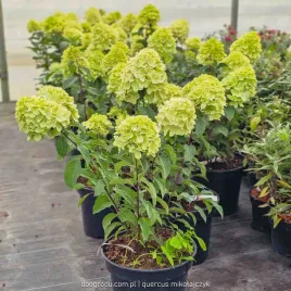 hortensja-bukietowa-hydrangea-living-colorful-cocktail-c7-5-40-60cm