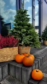 choinka-jak-zywa-jodla-szlachetna-w-donicy-180-cm-sezon-2025-2026