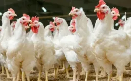 witaminy-dla-kur-niosek-10kg-witaminy-i-mikroelementy-dla-drobiu-chick