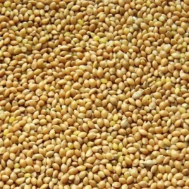 proso-zolte-25kg-proso-zlote-25kg-karma-dla-ptakow-papug-ptakow-golebi-kur