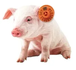 kolczyki-dla-trzody-chlewnej-swin-50-szt