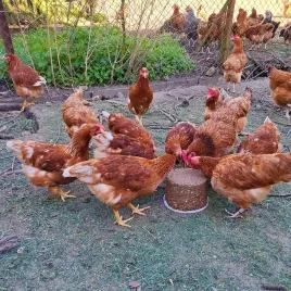 kamien-do-dziobania-dla-kur-peckit-4kg-przeciwko-agresji-i-kanibalizmowi