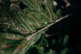 choinka-sztuczna-100percent-pe-silikonowa-choinka-kovalivska-zielona-2-30-m