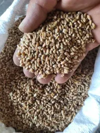 pszenica-ziarno-25kg-zbior-2025r-karma-dla-golebi-kur-kaczek-axim