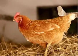 sucha-dezynfekcja-kurnika-obory-golebnika-dezynfekant-lider-24kg