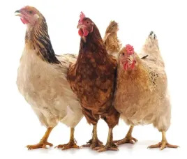 naturalna-karma-dla-kur-niosek-szczesliwa-kurka-z-ziolami-20-kg-mdm