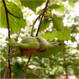 orzech-laskowy-1kg-orzechy-laskowecaly-luskany-hazelnut-hifood