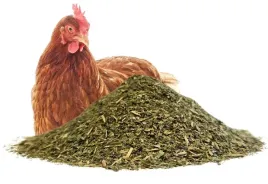 oregano-dla-kur-niosek-1-kg-wsparcie-odpornosci-kokcydioza-skrzydlate