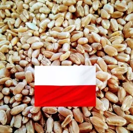 pszenica-25kg-produkt-polski-karma-dla-bazantow-gesi-indykow-kaczek-kur