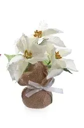 gwiazda-betlejemska-poinsecja-w-jucie-biala