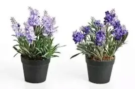 lawenda-w-doniczce-dekoracja-ozdoba-h23