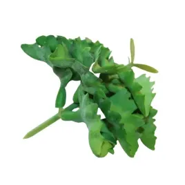 sukulent-ozdobny-roslina-sztuczna-dekoracja-13-cm