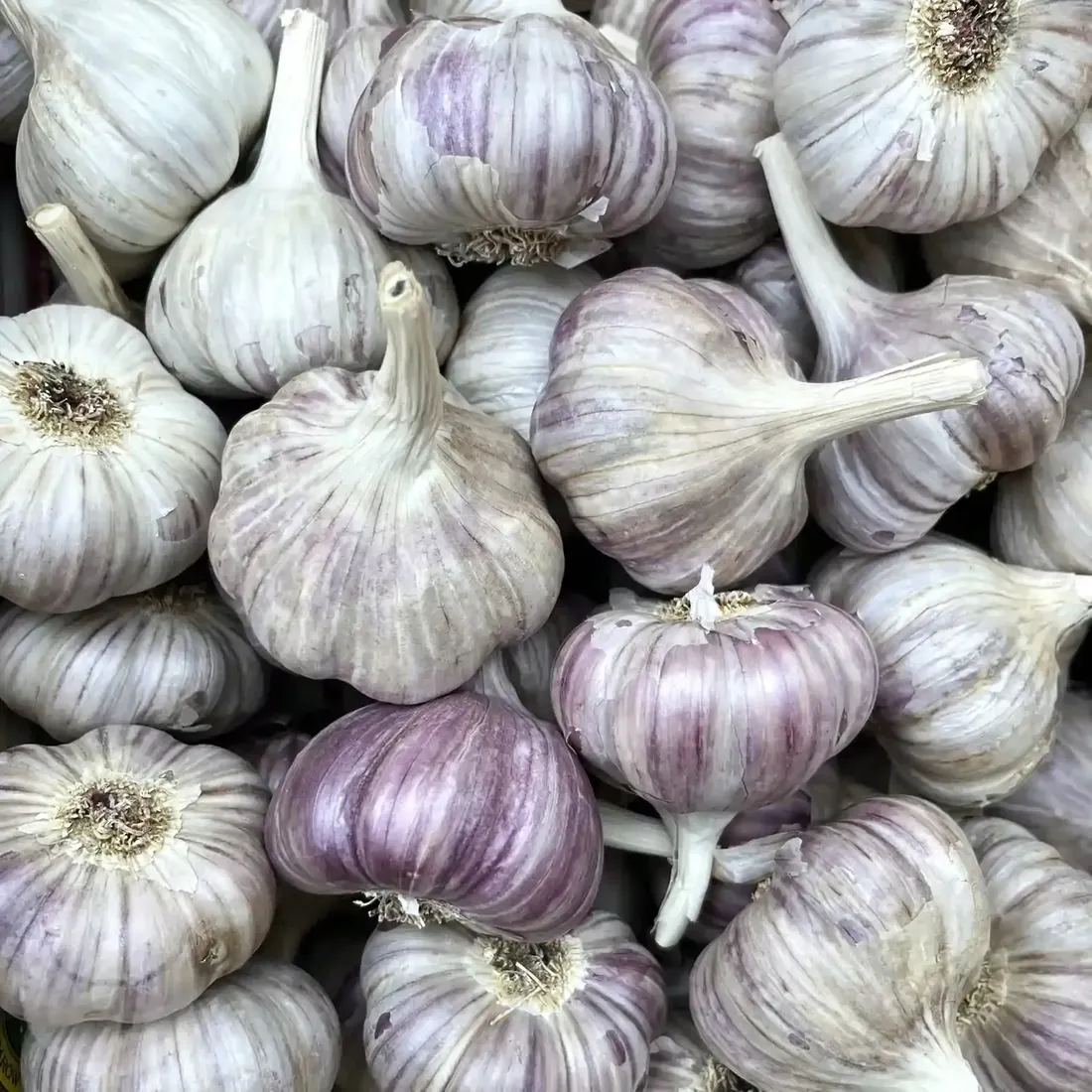 czosnek-polski-harnas-10szt-duzy-zimowy-jadalny-do-sadzenia-stan-nowy