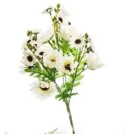 bukiet-anemon-anemony-35-cm-bialy