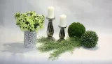 bukiet-anemon-anemony-35-cm-bialy-kod-producenta-bu03806