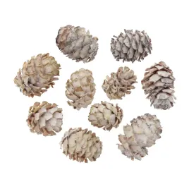 naturalne-szyszki-dekoracje-swiateczne-salignum-loose-white-washed-10-szt