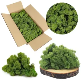 mech-chrobotek-reniferowy-norweski-zielony-500g-dekoracyjny-zywy